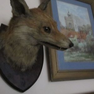 Foxy
