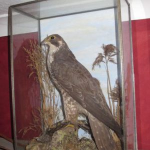 Peregrine Falcon