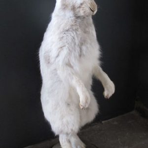 Snow Hare