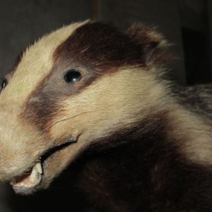 Badger